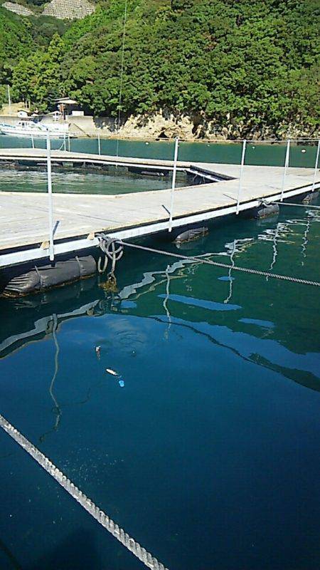 フィッシングパーク錦 釣果