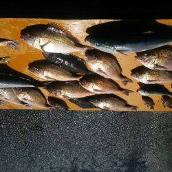 フィッシングパーク錦 釣果