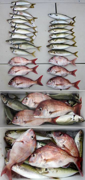 来温丸（らいおんまる） 釣果