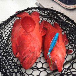 マタウマリンサービス 釣果