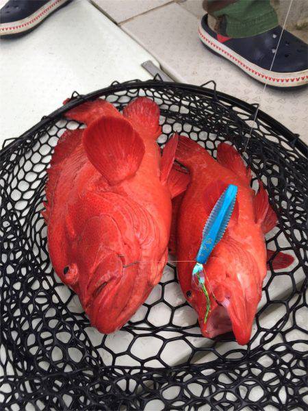 マタウマリンサービス 釣果