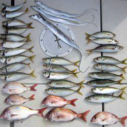 来温丸(らいおんまる) 釣果