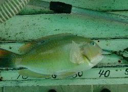 本部釣りイカダ 釣果