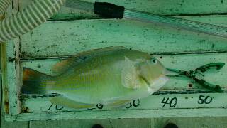 本部釣りイカダ 釣果