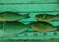 本部釣りイカダ 釣果