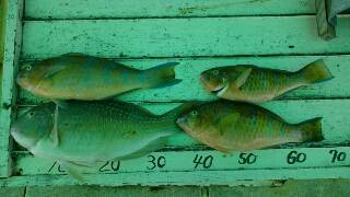 本部釣りイカダ 釣果