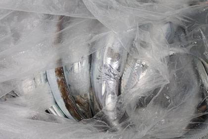 松本釣船２ 釣果