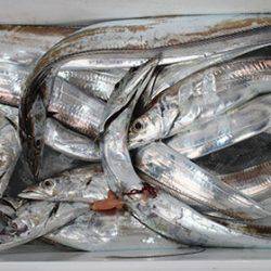 松本釣船２ 釣果