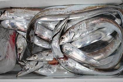 松本釣船２ 釣果