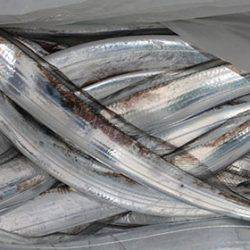 松本釣船２ 釣果