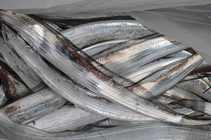 松本釣船２ 釣果