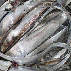 松本釣船２ 釣果