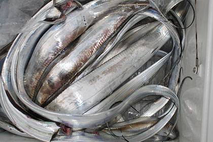 松本釣船２ 釣果