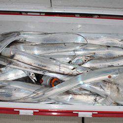 松本釣船２ 釣果