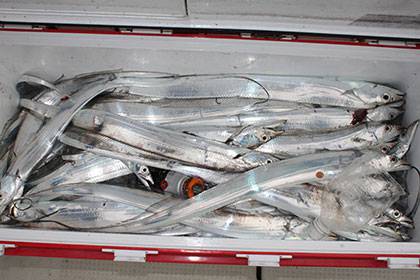 松本釣船２ 釣果