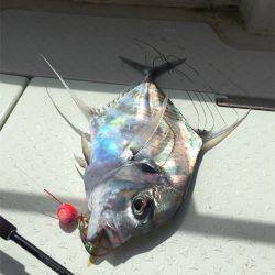 マタウマリンサービス 釣果