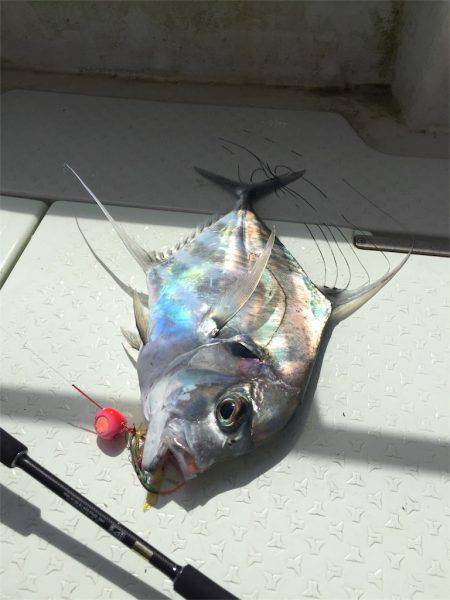 マタウマリンサービス 釣果