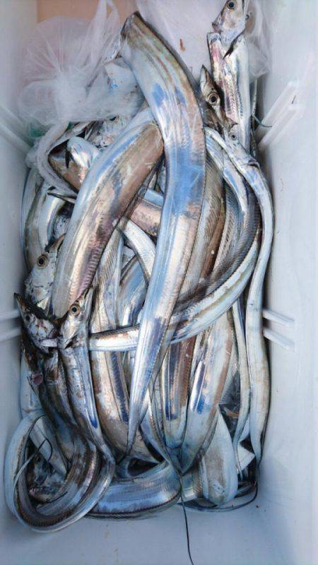 オーフリー 釣果