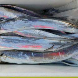 オーフリー 釣果