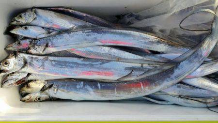 オーフリー 釣果