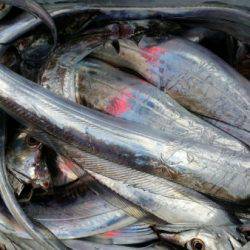 オーフリー 釣果