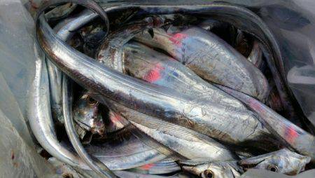 オーフリー 釣果