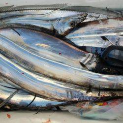 オーフリー 釣果