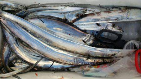 オーフリー 釣果