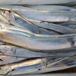 オーフリー 釣果