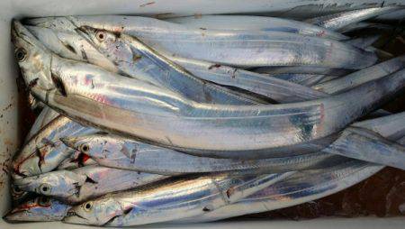 オーフリー 釣果