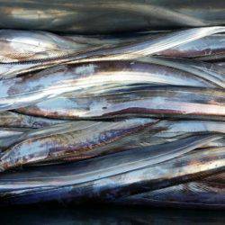 オーフリー 釣果