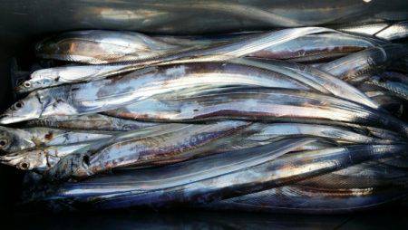 オーフリー 釣果