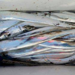 オーフリー 釣果