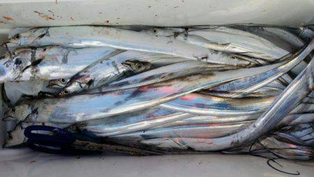 オーフリー 釣果