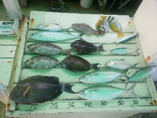 本部釣りイカダ 釣果