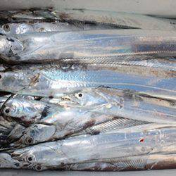 松本釣船２ 釣果