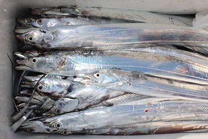 松本釣船２ 釣果