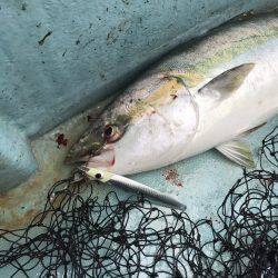 ファイヤードルフィン 釣果