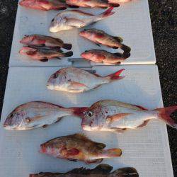 オーフリー 釣果