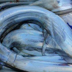 オーフリー 釣果