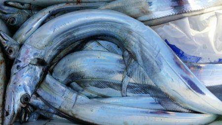 オーフリー 釣果