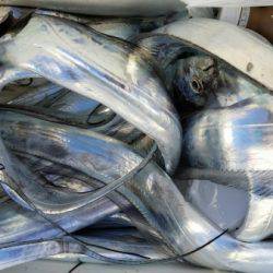 オーフリー 釣果