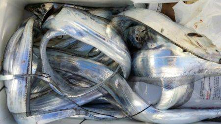 オーフリー 釣果