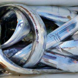 オーフリー 釣果