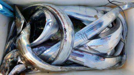 オーフリー 釣果