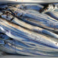 オーフリー 釣果