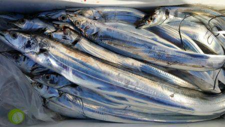 オーフリー 釣果