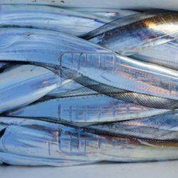 オーフリー 釣果