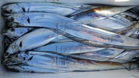 オーフリー 釣果