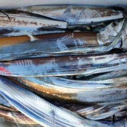 オーフリー 釣果